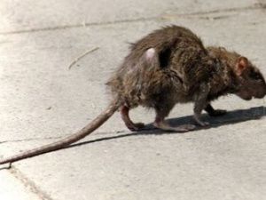 В Якутии крыса укусила девочку за лицо