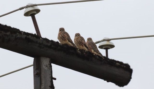 Воскресная встреча с соколиным семейством