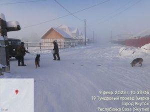 В Якутске отловили 411 безнадзорных собак с начала года