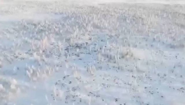 Минэкологии Якутии: сообщения об огромной стае волков в Верхоянском районе ложные