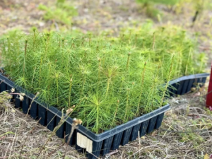 В Якутии в память о Героях Великой Отечественной войны посадят 600 сосен