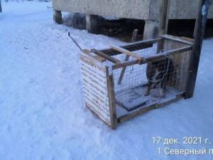 Установленные в 202 микрорайоне ловушки для безнадзорных собак были сломаны вандалами