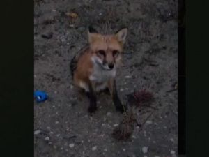В Якутске отловили лису, бродившую по городу месяц