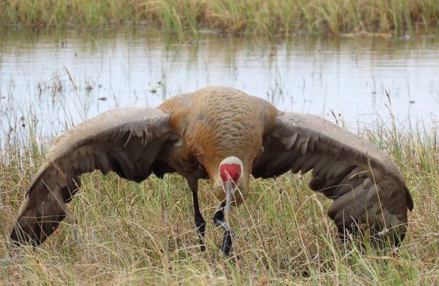 «Не рыжий я, а золотой!» В Якутии засняли самую древнюю птицу в необычном оперении