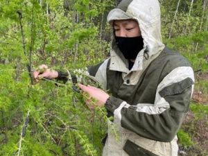 В Якутск приедут федеральные специалисты для борьбы с шелкопрядом