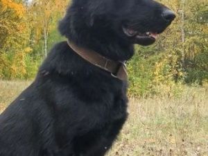 В Якутске полицейская овчарка раскрыла «по горячим следам» квартирную кражу