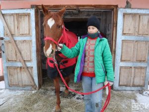 Лошади клуба «Золотая подкова» в Мархе могут не пережить эту зиму