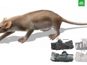 В Якутии нашли два новых рода древних млекопитающих