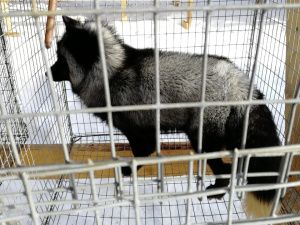 В селе Иенгра Нерюнгринского района открылась звероферма