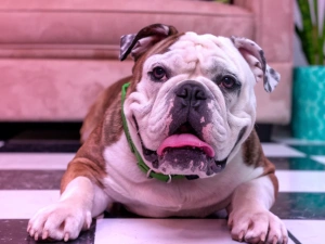 Топ-5 ленивых пород собак