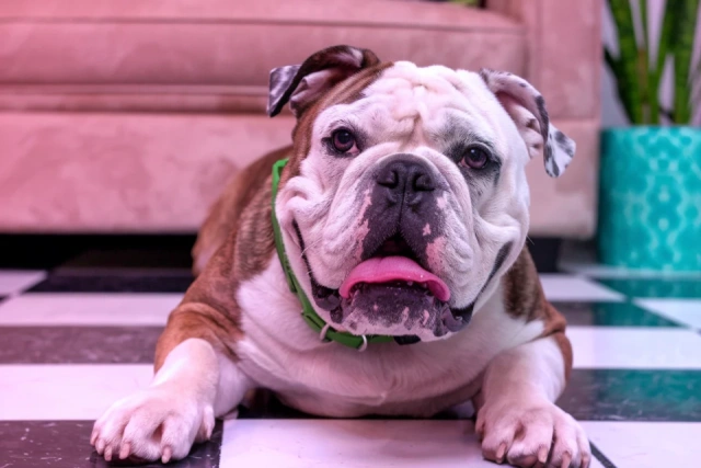 Топ-5 ленивых пород собак