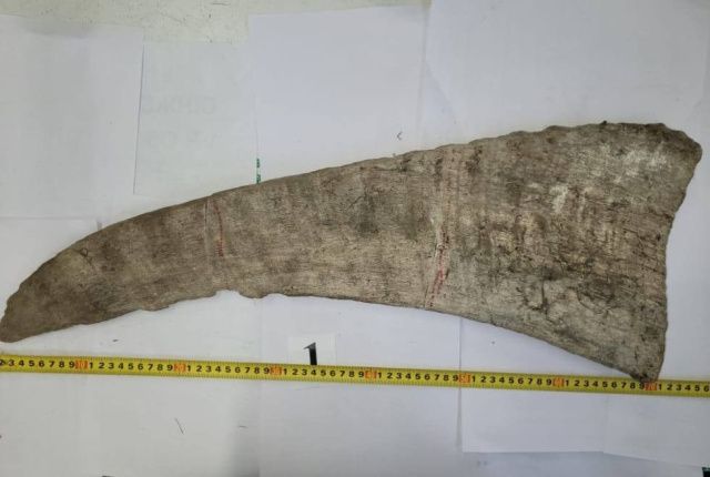 Житель КНР пытался вывезти из Якутии рога шерстистого носорога стоимостью более 5 млн рублей