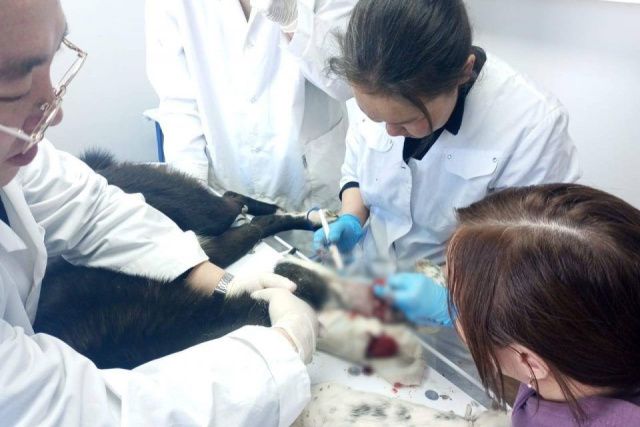 В Амгинском районе ветеринары ампутировали лапу охотничьей собаке, попавшей в капкан