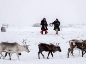 Оленеводы в Якутии получат по 1 миллиону рублей для покупки или строительства жилья