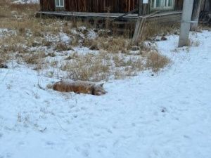 Не отпускайте своих собак на самовыгул!