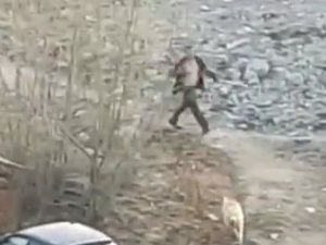 Мужчина жестоко избил собаку: Якутские полицейские проводят проверку