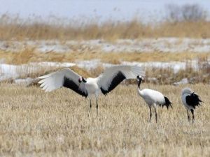 Всех желающих приглашают принять участие в викторине посвященной «Дню журавля»