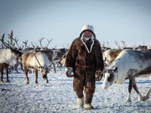 Якутия вернулась в тройку лидеров страны по численности поголовья оленей 