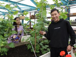 Якутский виноград. Ученики 2 Мальжагарской агрошколы получили урожай в теплице