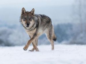 Волки в Якутии становятся активнее