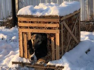ППЖ: В Якутске кастрирован первый десяток кобелей