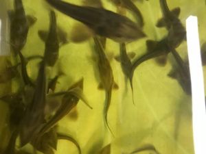 В 2024 году Чернышевский рыбоводный завод выпустит более 26,5 млн личинок рыбы