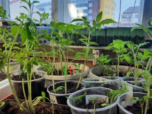 Пенсионерка из Якутии вырастила и собрала огурцы в апреле