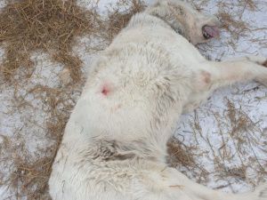 В пригороде Якутска неизвестные застрелили спасенную собаку волонтера-зоозащитника (Фото 18+)