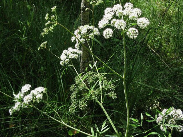 В Горном улусе погибли два быка, употребив одно из самых ядовитых растений в мире