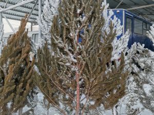 «Пышные или миниатюрные»: в Якутске началась продажа живых елей и сосен к Новому году