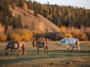 В Якутии мужчина выманил лошадь с пастбища и забил ее