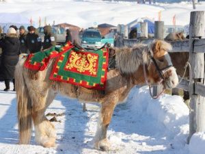 Выставка-продажа: Почем племенные жеребцы якутской породы?