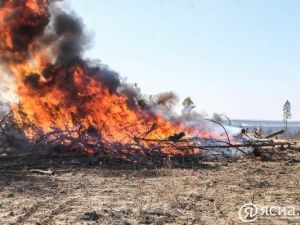 Поджигатель леса заплатит почти миллион рублей