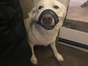 В Якутии прикормленная зоозащитницей стая собак напала на женщину, которая выгуливала своего питомца