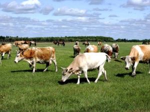 ПОКАЗАТЕЛИ ЖИВОТНОВОДСТВА В РЕСПУБЛИКЕ САХА (ЯКУТИЯ) В ЯНВАРЕ – ИЮНЕ 2025 ГОДА