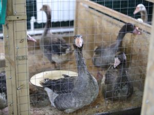 В Якутии открыли первые универсальные семейные фермы в скороспелых отраслях