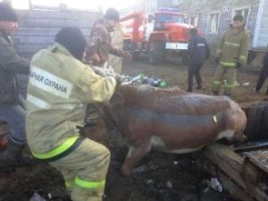 Пожарные села Сунтар вытащили корову из помойной ямы