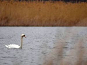 Якутские орнитологи снабдят GPS-трекерами более 80 гусей и лебедей