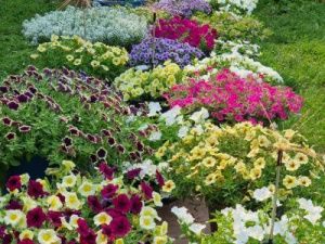 Более 220 цветников претендуют на «Зеленый кубок столицы»