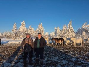 В Абыйском улусе три села ввели ЧС из-за смертельного для лошадей снега