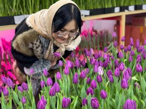 К 8 Марта: семья из Бердигестяха вырастила 5000 тюльпанов редких сортов в суровом климате Якутии