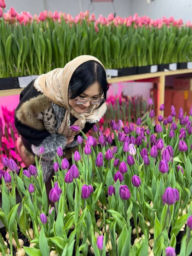 К 8 Марта: семья из Бердигестяха вырастила 5000 тюльпанов редких сортов в суровом климате Якутии