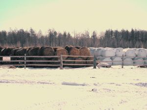 В Якутии коневодческая база газифицирована за счет господдержки