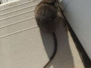 Крыса размером с кошку напугала жителей Якутска 