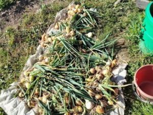 Евстигнеев день 18 августа: приметы и что запрещено