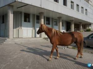 Мэр Якутска Евгений Григорьев поручил создать «штрафстоянку» для лошадей и коров. Ранее это уже пыталась сделать Авксентьева