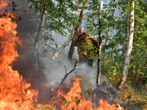 С «Якутскэнерго» взыскано более 260 тысяч рублей за лесной пожар в Сунтарском районе