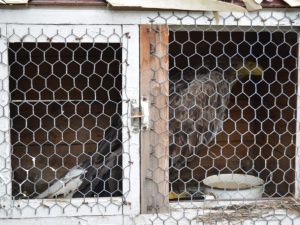 В Нижнеколымском районе спасли орлана-белохвоста