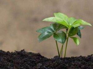 Россельхознадзор требует от АО «Таттаавтодор» 1,5 млн рублей за порчу земли