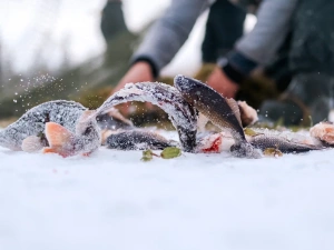Работники АГиП Якутии участвовали в мунха в поддержку семей участников СВО